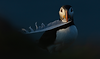 Keeper Of The Feather_edited.png