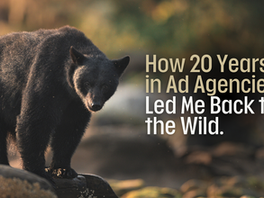 A black bear with the caption How 20 Years in Ad Agencies Led Me Back to the Wild.