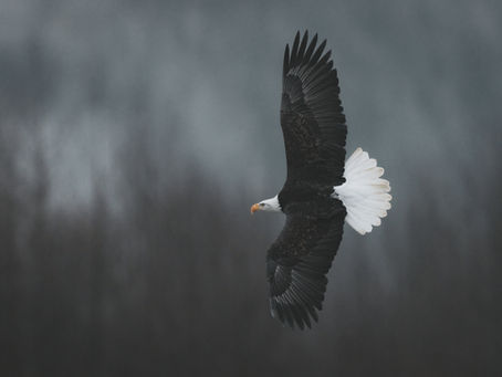 The Myth of the Compartment: Why "Keeping Politics Out of It" is Killing the Wild