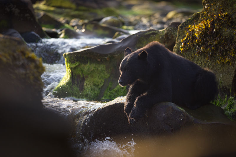 black bear waiting for salmon