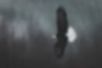 eagle_Greybg.jpg