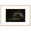 Thumbnail: Love Is In The Air: A Barred Owl Pair
