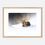 Thumbnail: Red Fox In The Saskatchewan Snow
