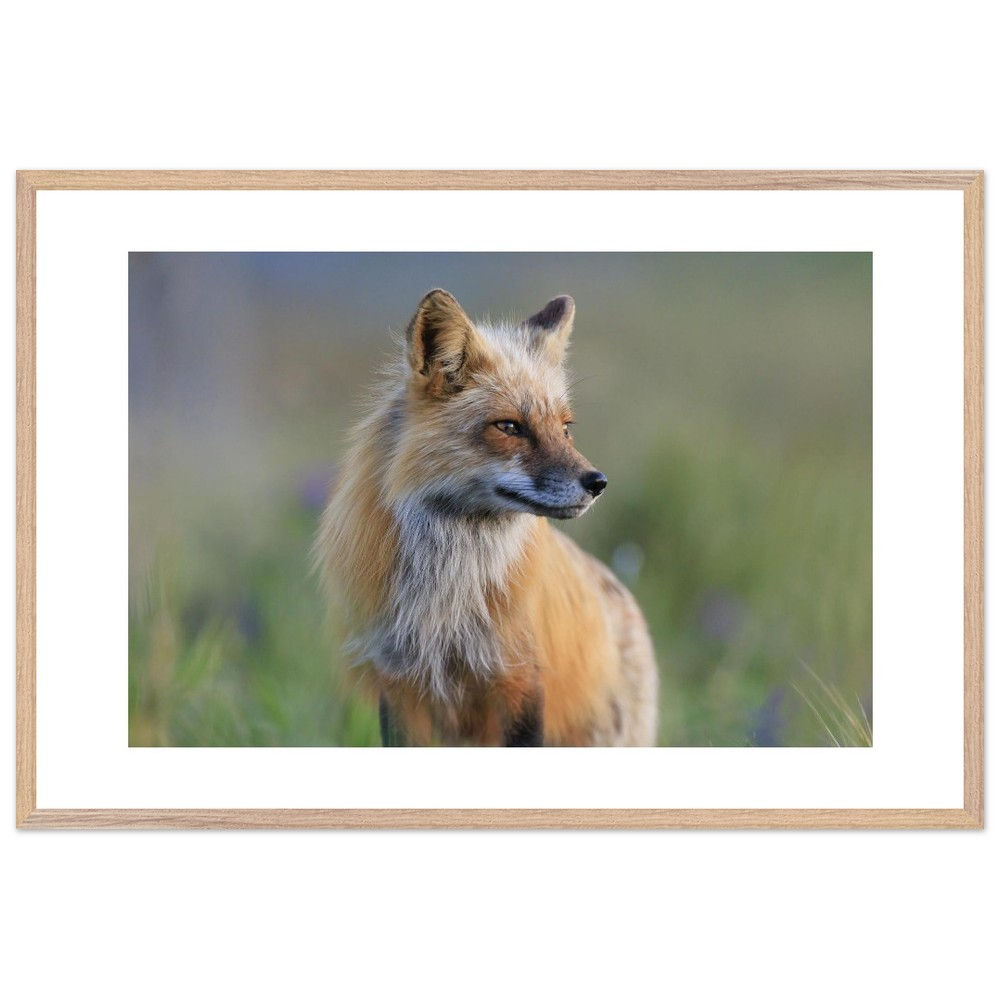 Solo Fox in the Wildflowers
