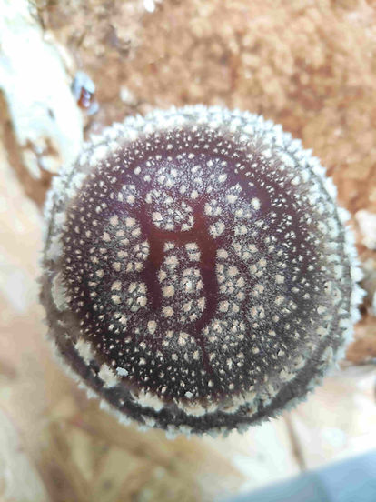gros plan sur un chapeau de shiitake bio
