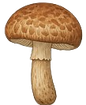 shhitake_edited.png