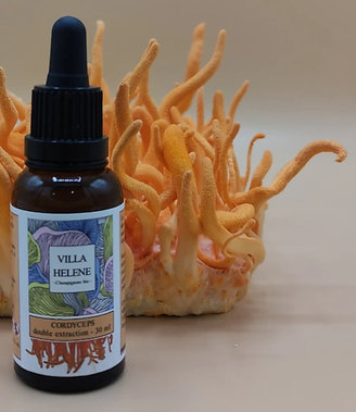 Extrait de Cordyceps bio - 30ml