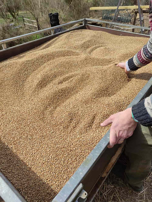 substrat de grains de blé bio pour le mycélium