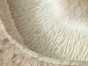 Champignons médicinaux et maladies auto-immunes : lesquels prendre, lesquels éviter ?
