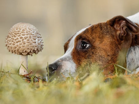 un chien qui regarde un champignon