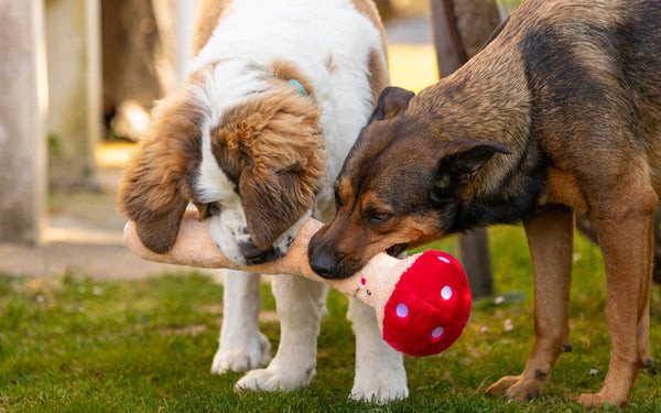 champignons médicinaux pour chiens