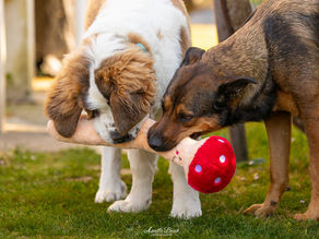la mycothérapie pour les chiens