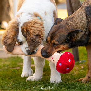 la mycothérapie pour les chiens