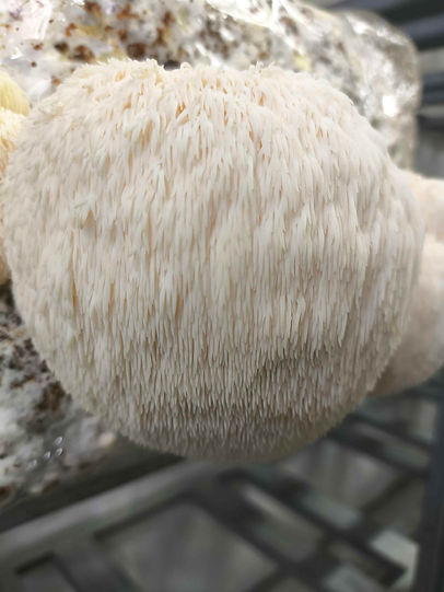 gros plan sur les hydnes du lion's mane à maturité