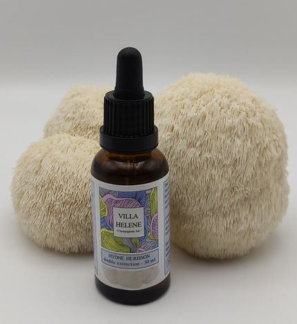 extrait liquide de lion's mane bio par la Villa Hélène