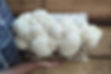 récolte de lion's mane bio cultivé en France