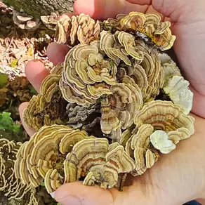 une poignée de coriolus versicolor