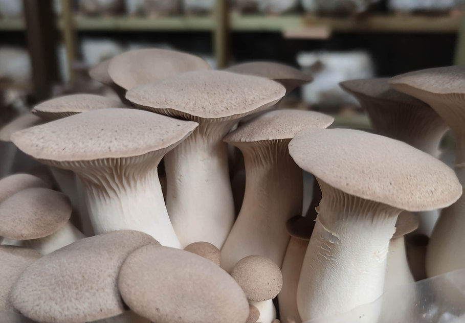 corps fructifères de pleurotes Eryngii