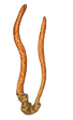cordyceps_edited.png