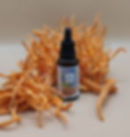 extrait de cordyceps bio devant des carpophores