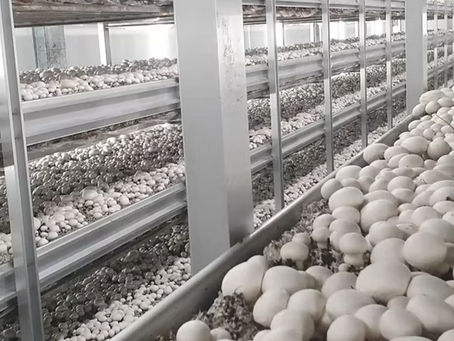 culture industrielle de champignons en Chine