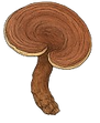 reishi_edited.png