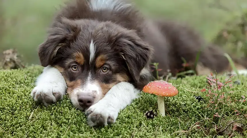 un chien près d'un champignon