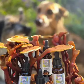 Soutenir l'immunité du chien avec les champignons : ce que montre la science