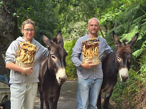 mycothérapie pour animaux
