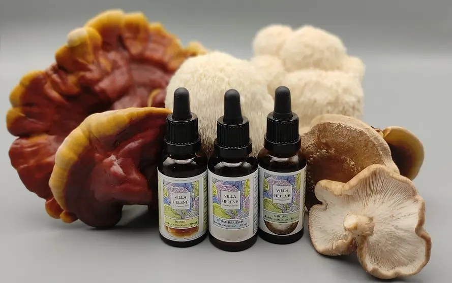 gamme d'extraction de champignons médicinaux : reishi, lion's mane, shiitake. Marque Villa Hélène