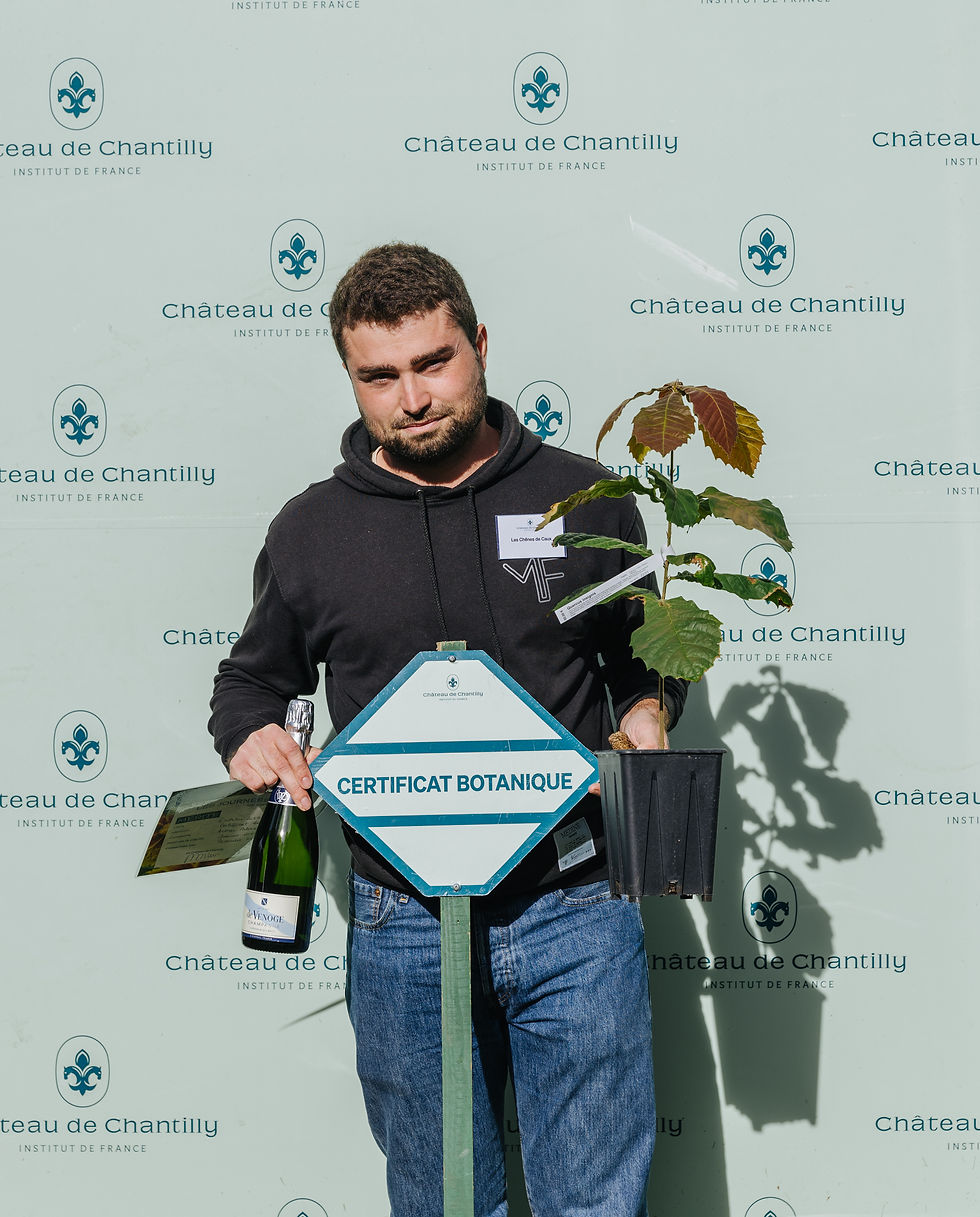 Les honneurs pour Quercus insignis à Chantilly, automne 2023