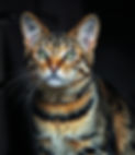 tnr cat_edited.jpg