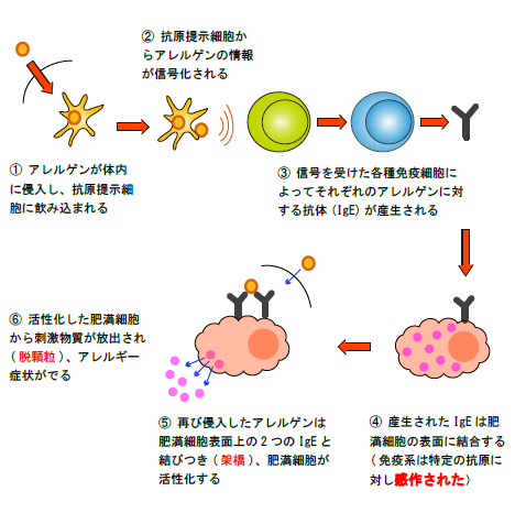感作 架橋 脱顆粒 解説図.png