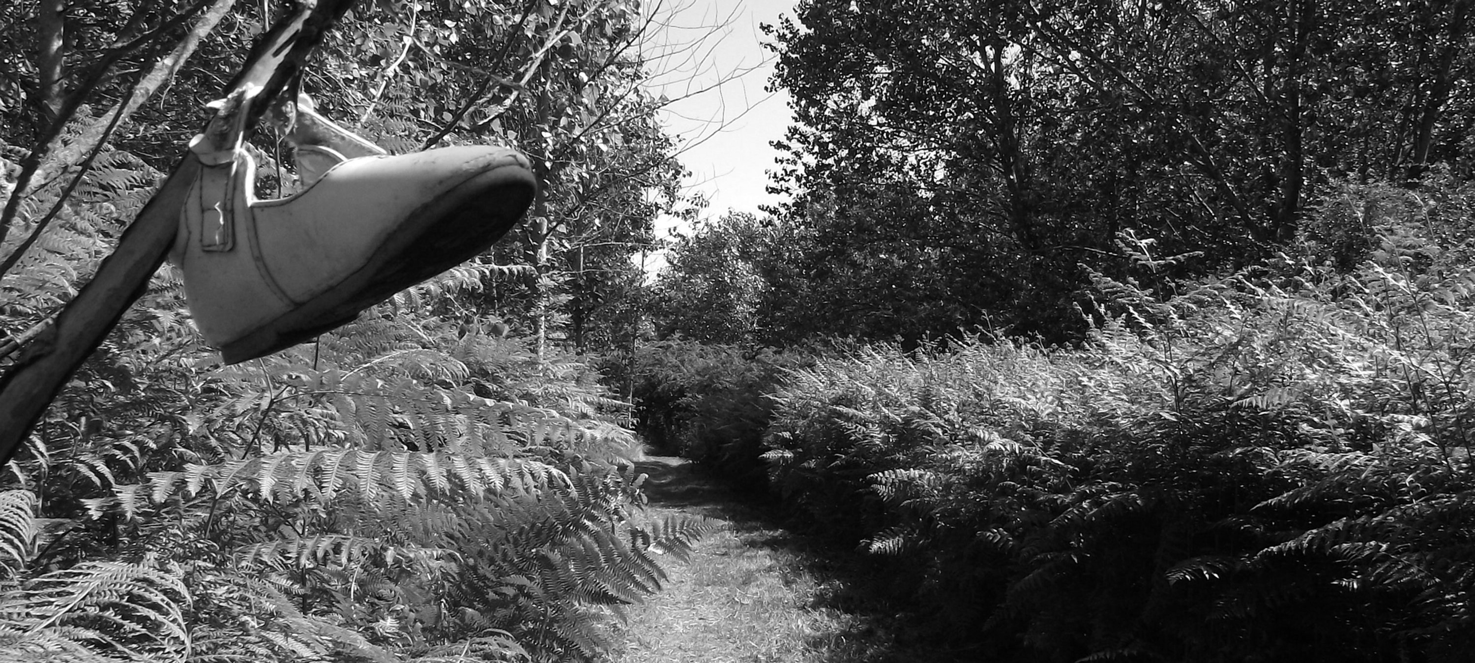 Sheepsbridge Wood, Potton