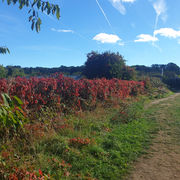 Walking and Writing