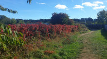 Walking and Writing