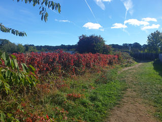 Walking and Writing