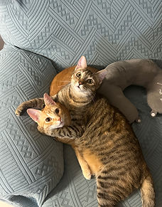 Samy y Mina son dos hermanas que adopté desde que nacieron, la razón por las que las doy en adopción es por motivos de viajes, son muy unidas tranquilas y aveces juguetonas, las amo con mi alma y espero su próxima familia las ame tanto como yo, están vacunadas y esterilizadas