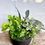 Thumbnail: Indoor Mixed Green Plant Bowl