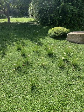 A blanket of vibrant green ground cover dotted with tiny white blossoms in the Japanese Friendship Garden.