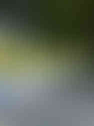 Smooth river stones line the edge of a reflective pond beneath the shade of tall trees in the Japanese Friendship Garden.