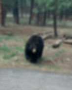 Grizzly walking through Ponderosa Pine forest near the road at Bearizona Wildlife Park in Northern Arizona.