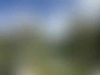 A sunlit pathway lined with trees welcoming visitors into the Japanese Friendship Garden of Phoeni