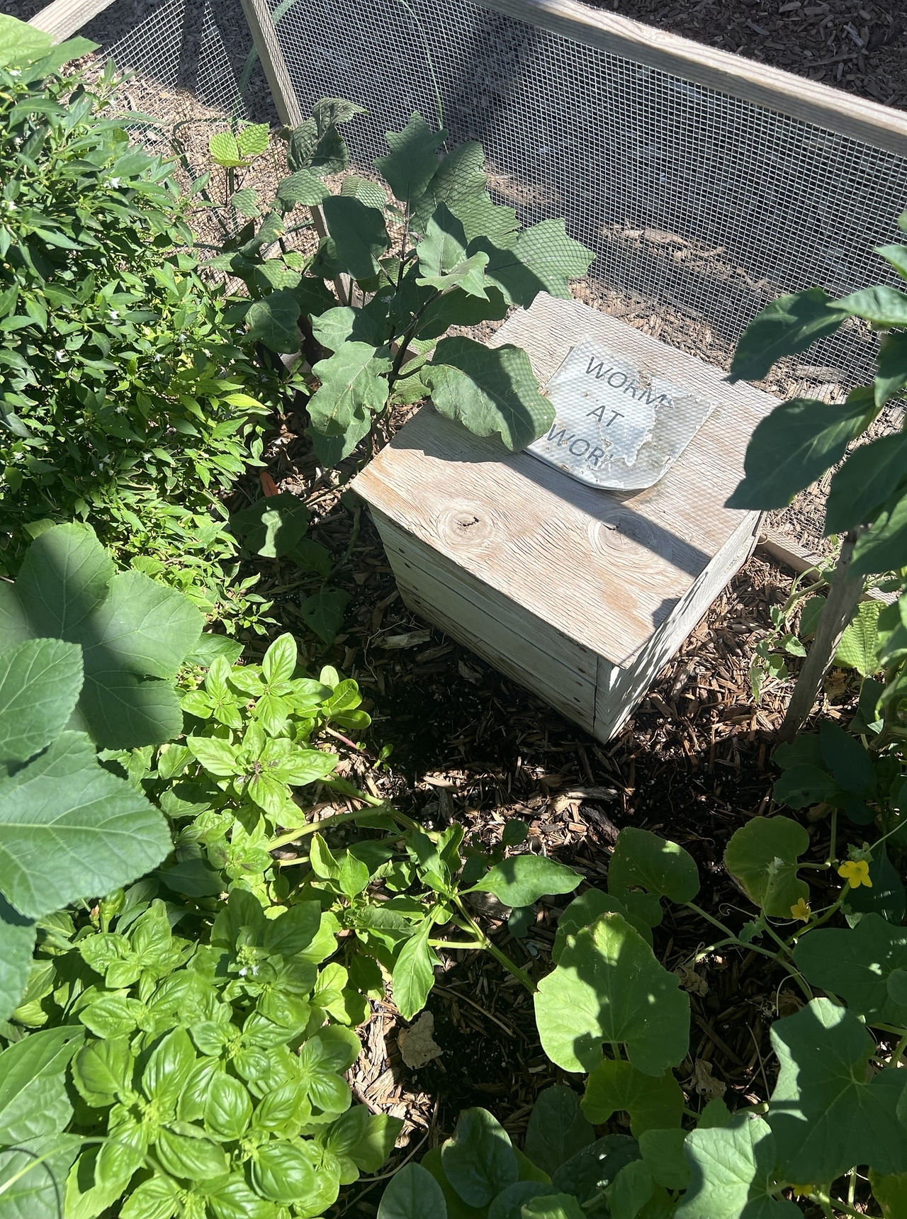 Wooden worm composting box with a sign reading ‘Worms at Work’ surrounded by vegetable plants.