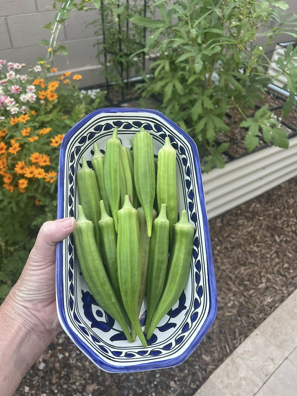 Freshly harvested okra in a decorative dish from a backyard garden