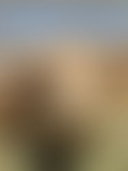 Honeybrook Farm Store in Gilbert: Animals, Local Favorites, and the Kind of Stop That Makes You Smile