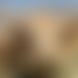 Honeybrook Farm Store in Gilbert: Animals, Local Favorites, and the Kind of Stop That Makes You Smile