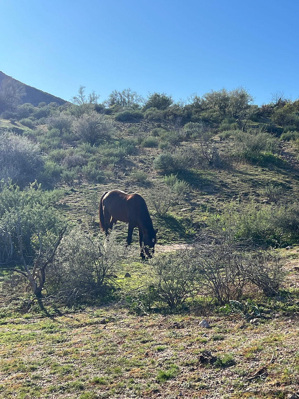 A Salt River wild horse grazing alone in a wide desert landscape with native shrubs and rolling hills in the Tonto National Forest.