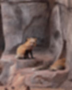 Red fox sitting on rocky steps inside Fort Bearizona walk-through wildlife area in Williams, Arizona.