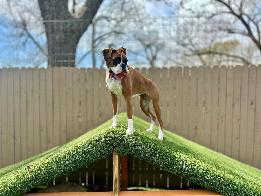 Picture of How Leadership Builds Trust (And Why Dogs Crave It)